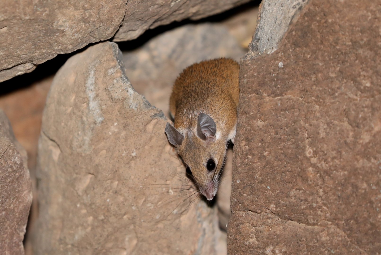 Louise's Spiny Mouse (Acomys louisae)