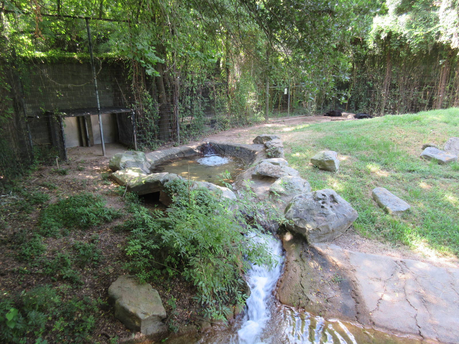 Louisiana Black Bear Exhibit - Pool + Dens