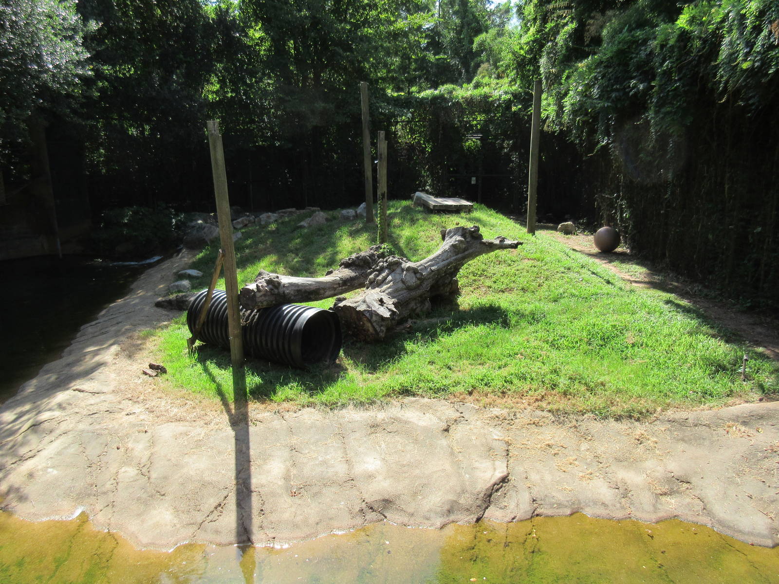 Louisiana Black Bear Exhibit