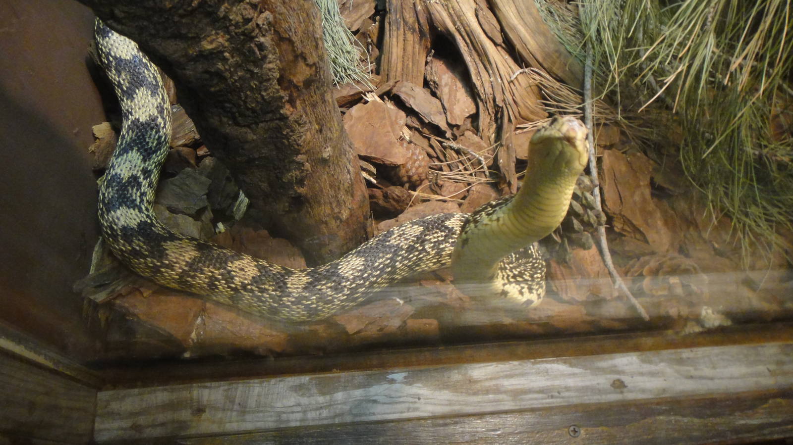 Louisiana Pine Snake at Dallas zoo 2015-03-12