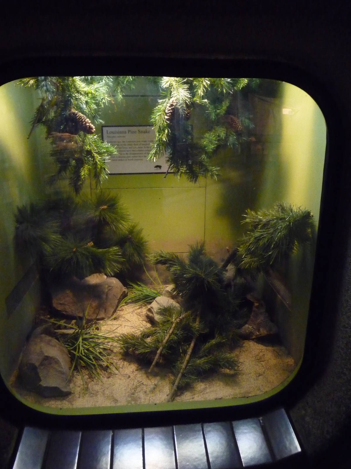 Louisiana Pine Snake Exhibit
