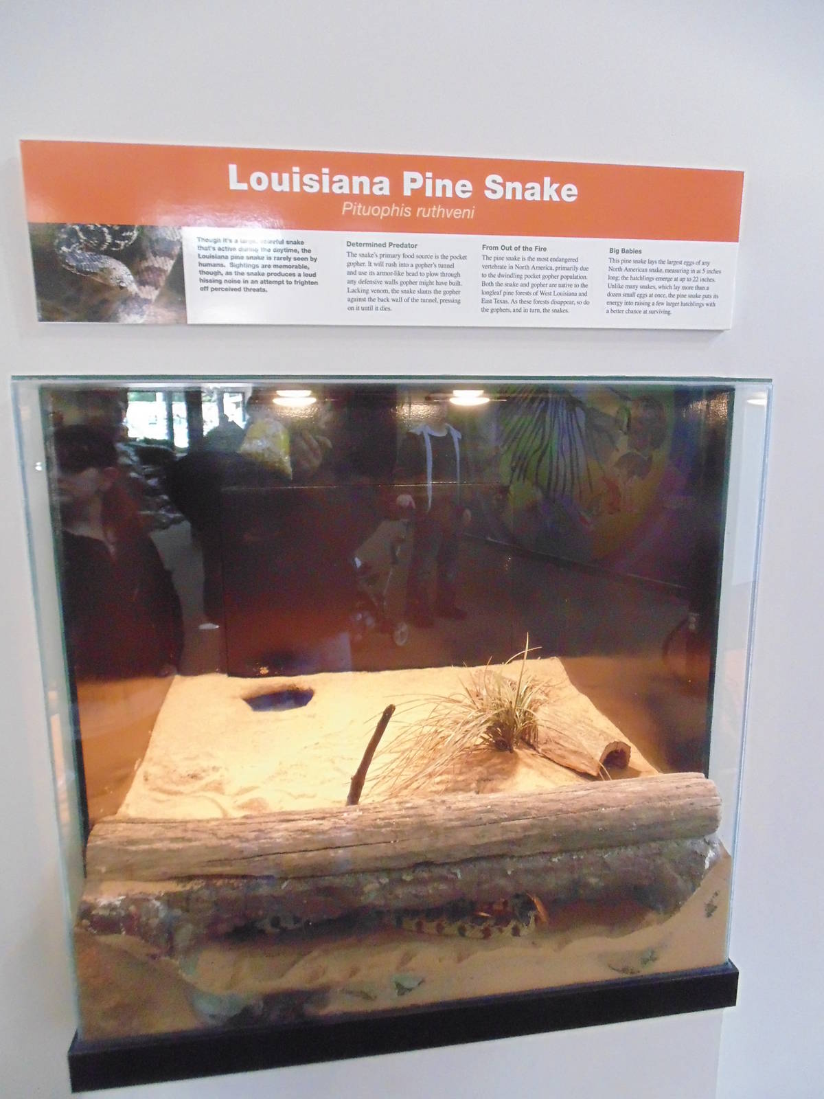 Louisiana Pine Snake on exhibit  now in worlds of discovery