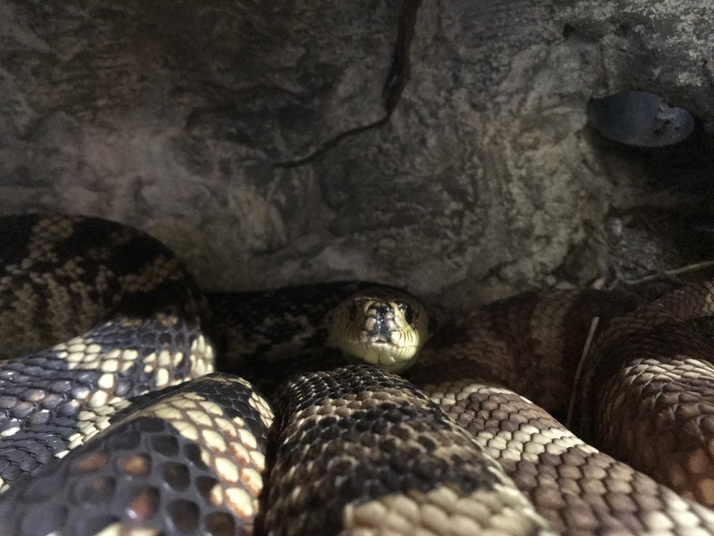 Louisiana Pine Snake (Pituophis ruthveni)