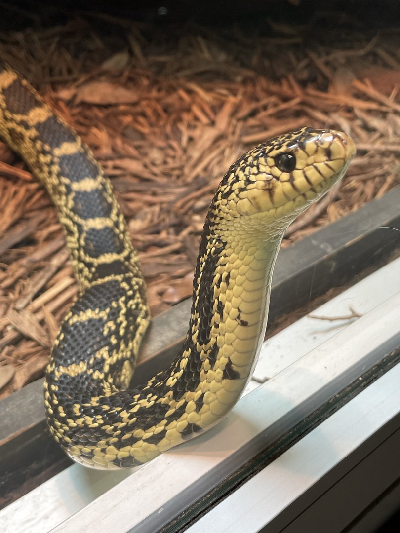 Louisiana pine snake (Pituophis ruthveni)