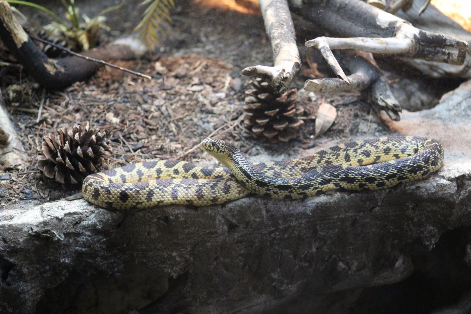 Louisiana Pine Snake