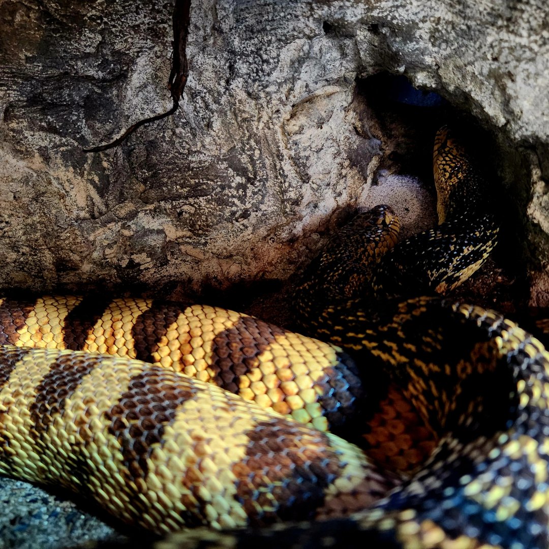 Louisiana Pine Snakes (Pituophis ruthveni)