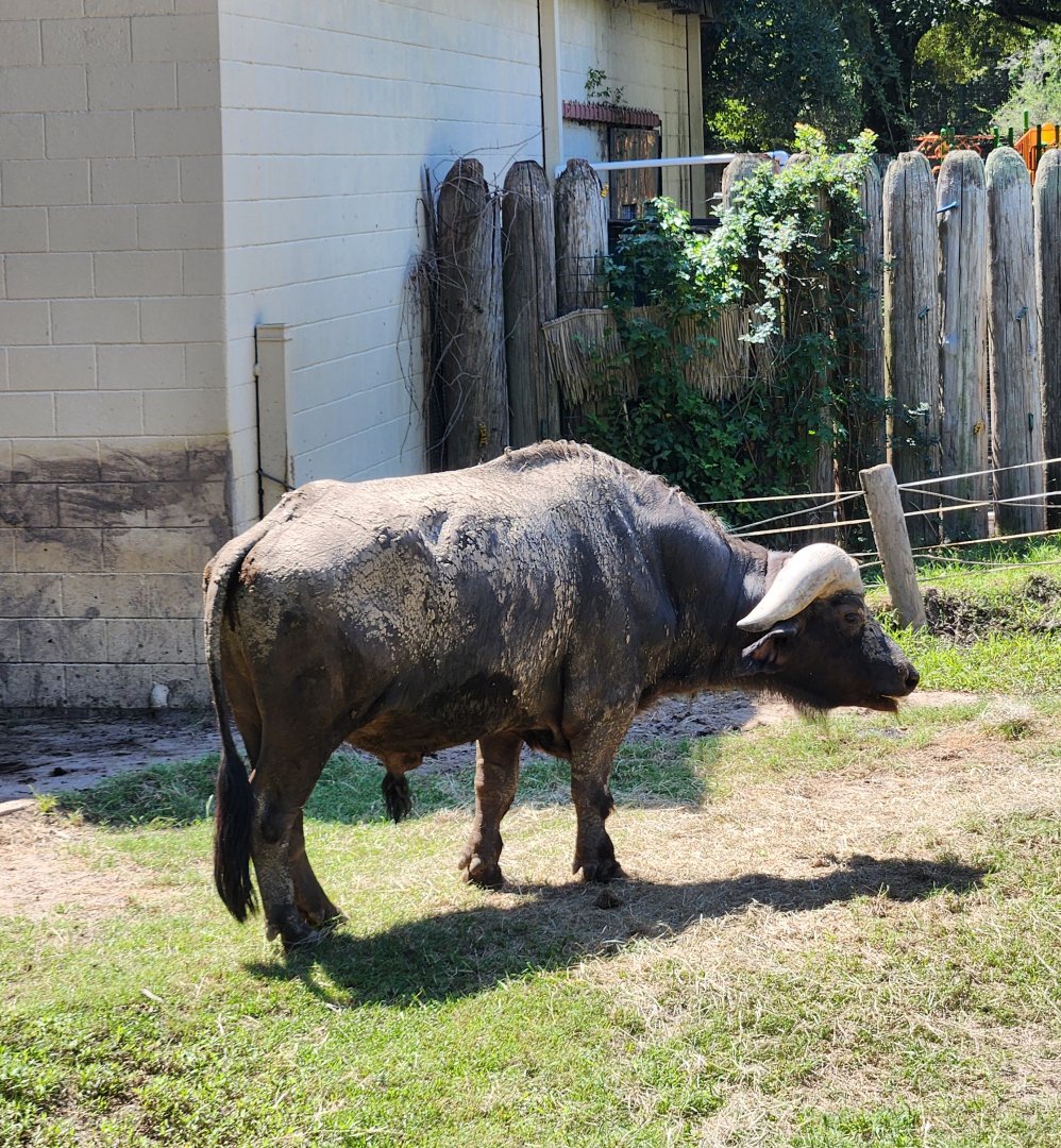 Louisiana Purchase Zoo - Cape Buffalo