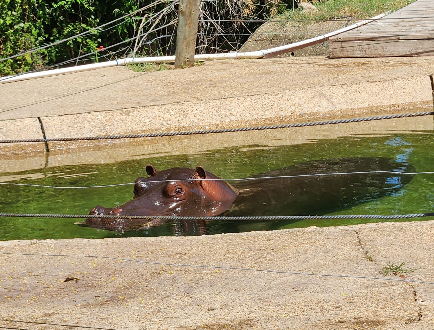 Louisiana Purchase Zoo - Hippopotamus