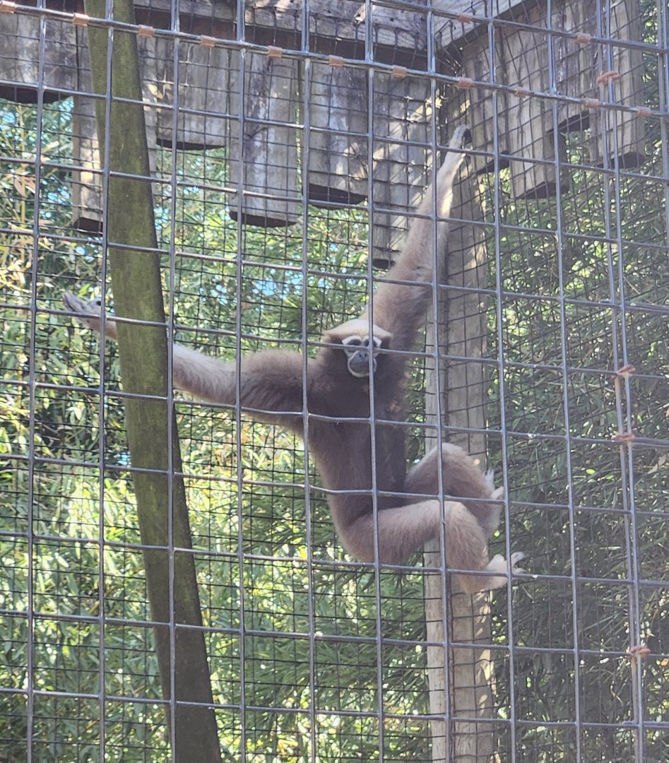Louisiana Purchase Zoo - Hoolock Gibbon climbing