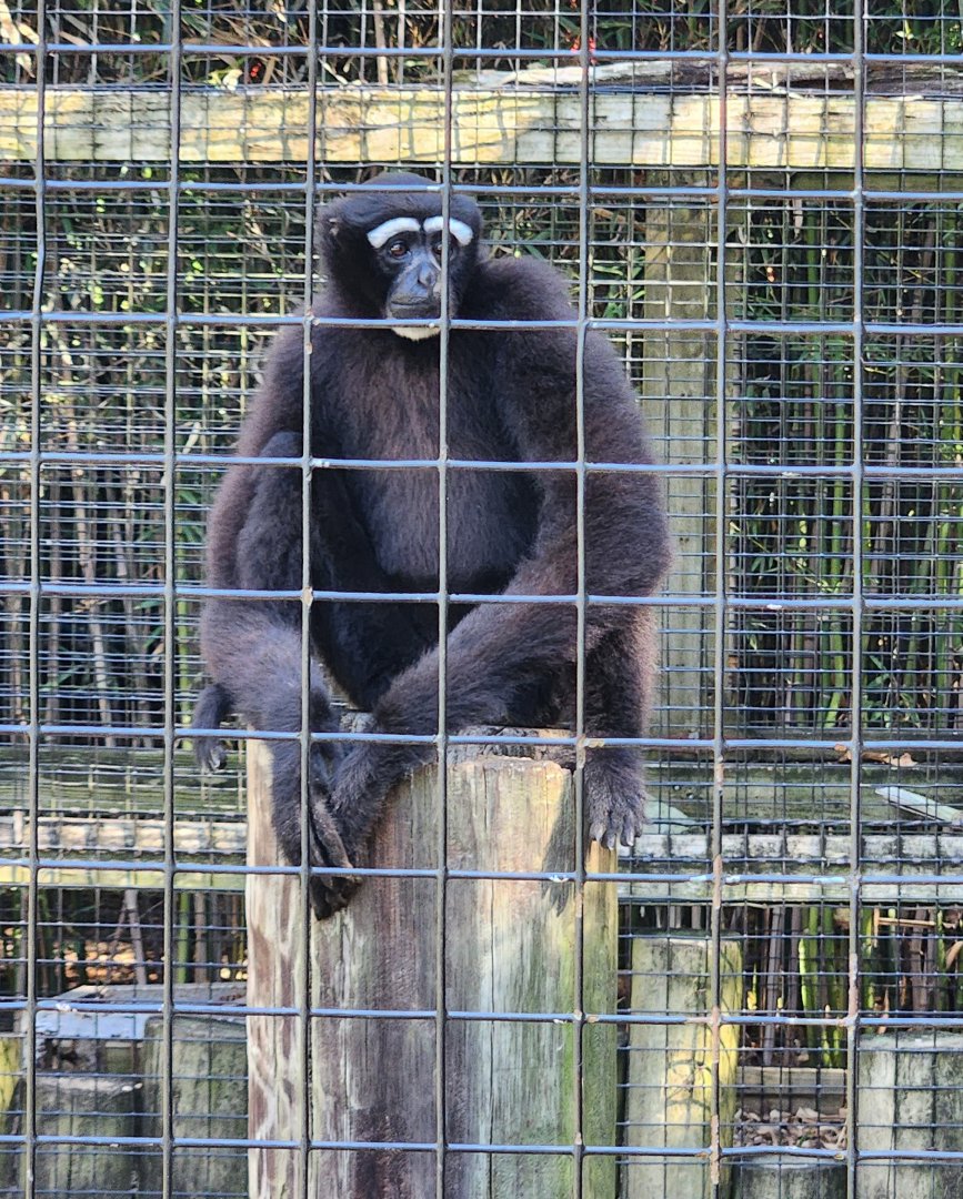 Louisiana Purchase Zoo - Hoolock Gibbon