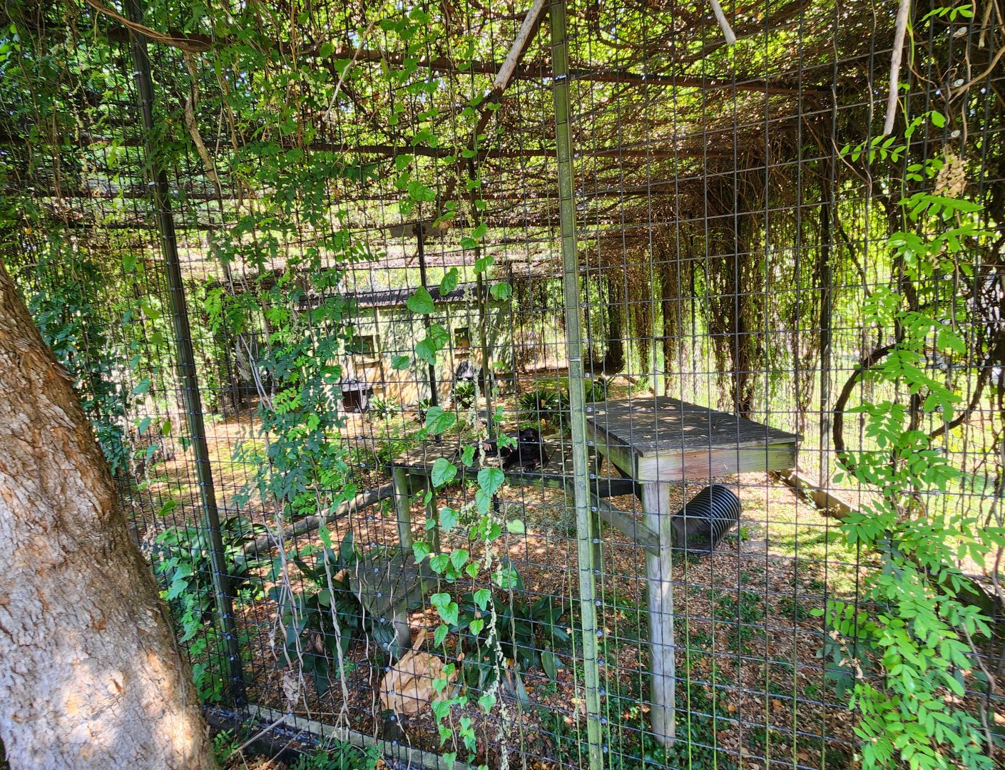 Louisiana Purchase Zoo - Leopard enclosure