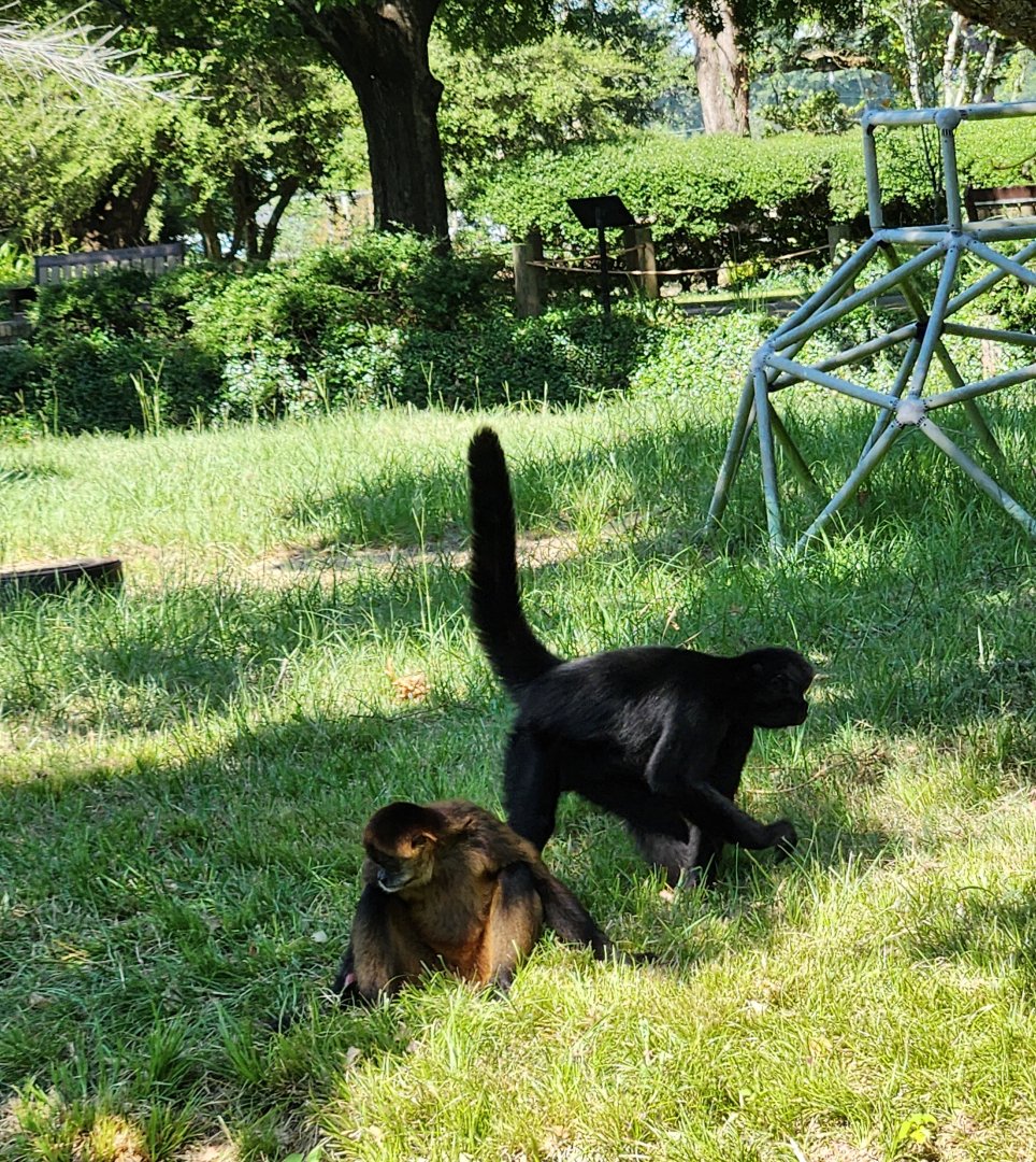 Louisiana Purchase Zoo - Spider monkeys