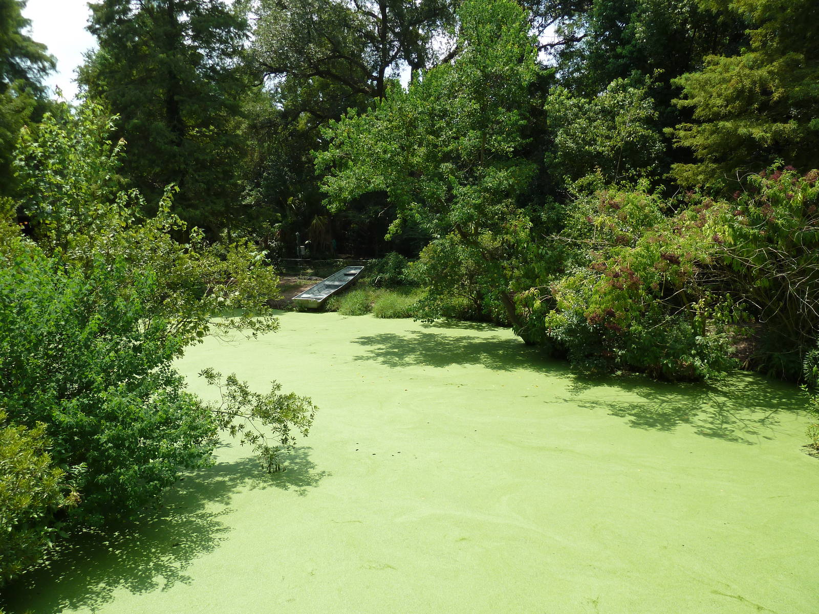 Louisiana Swamp - Alligator Exhibit