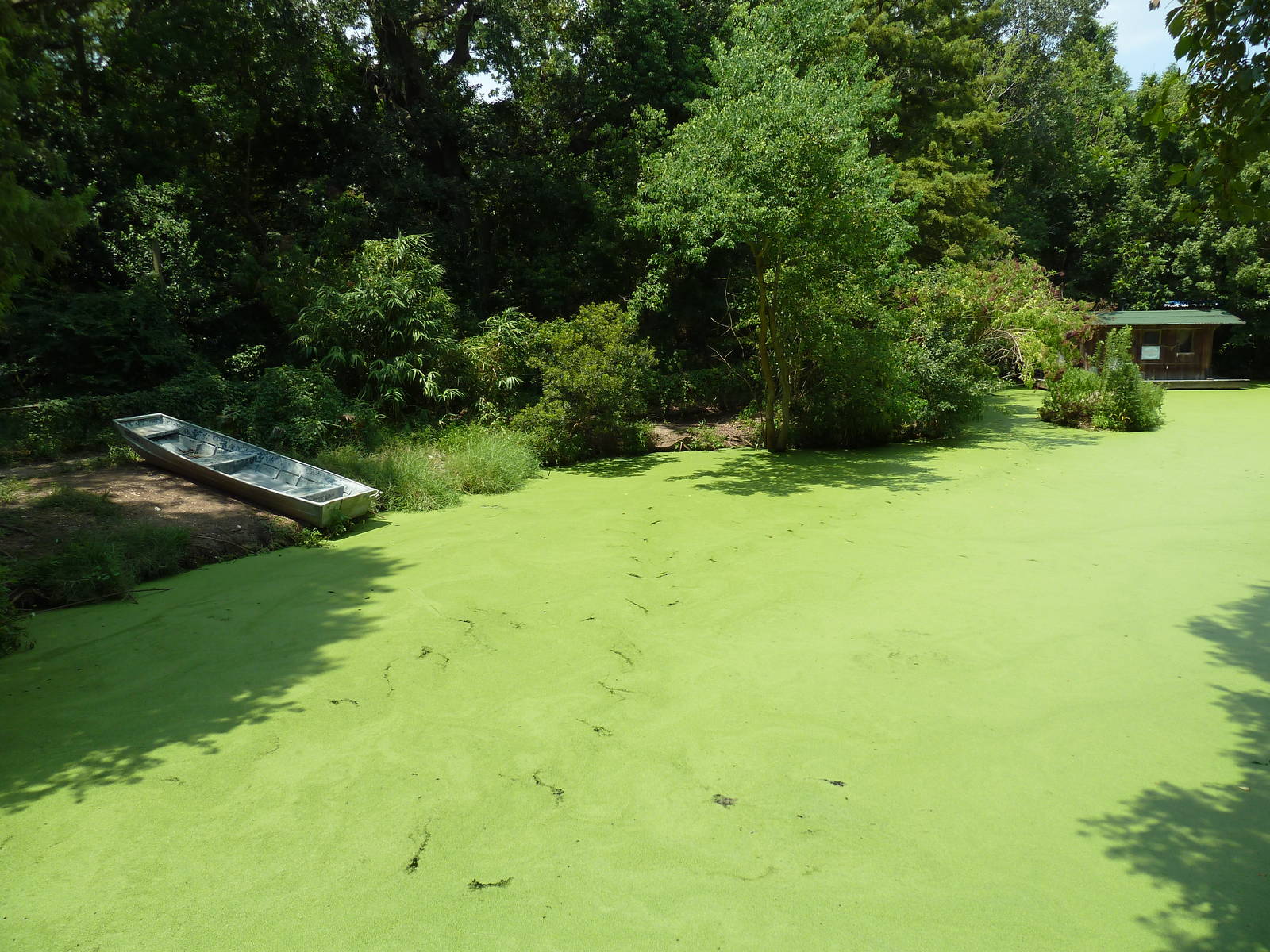Louisiana Swamp - Alligator Exhibit