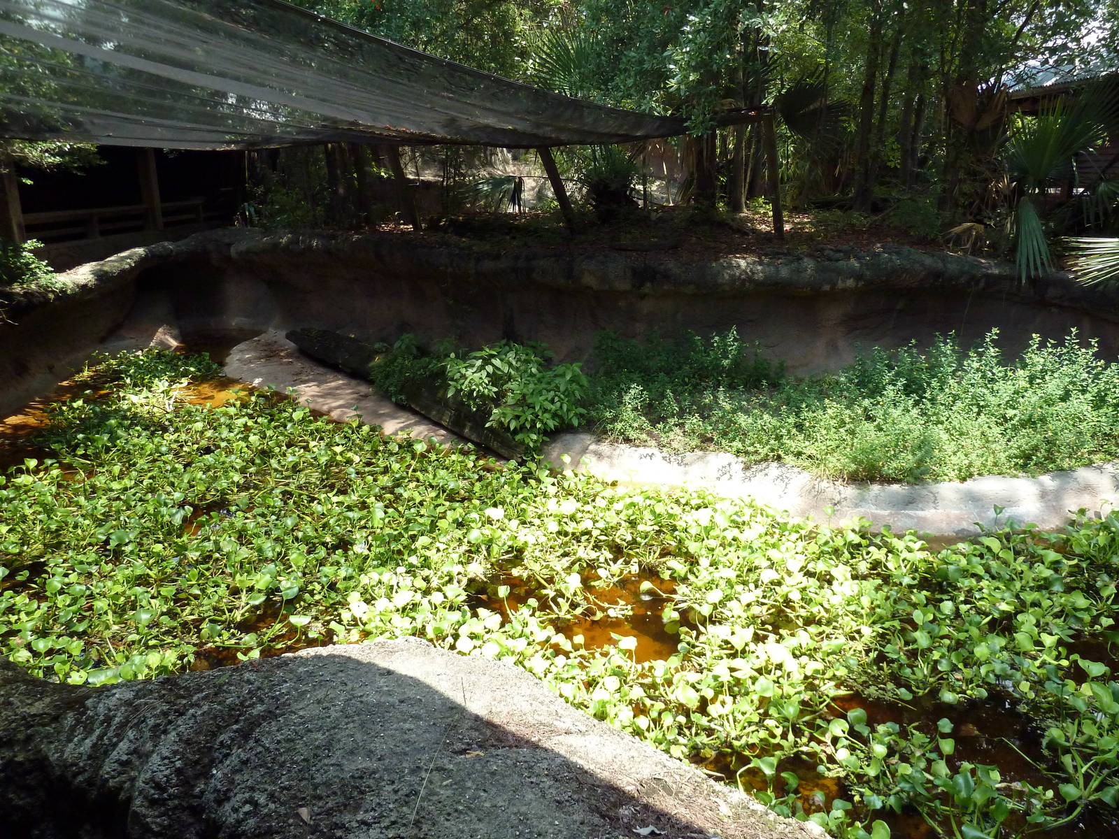 Louisiana Swamp - Alligator Exhibit
