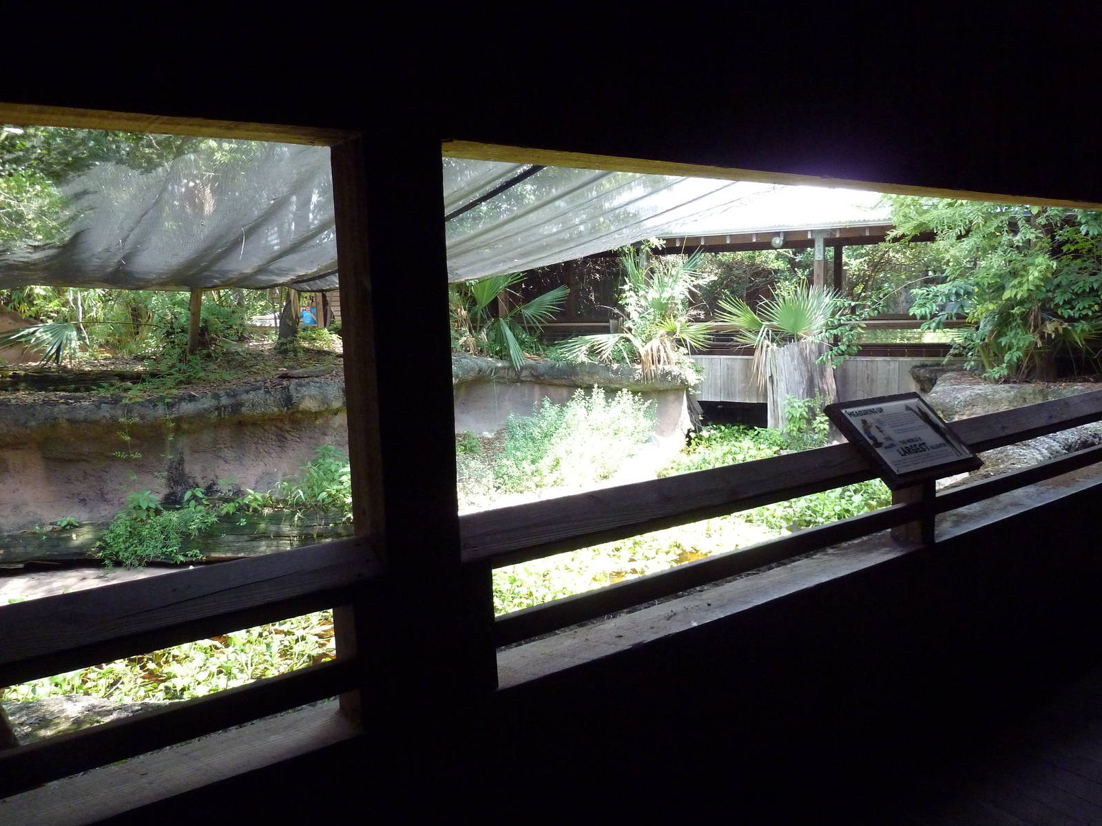 Louisiana Swamp - Alligator Exhibit