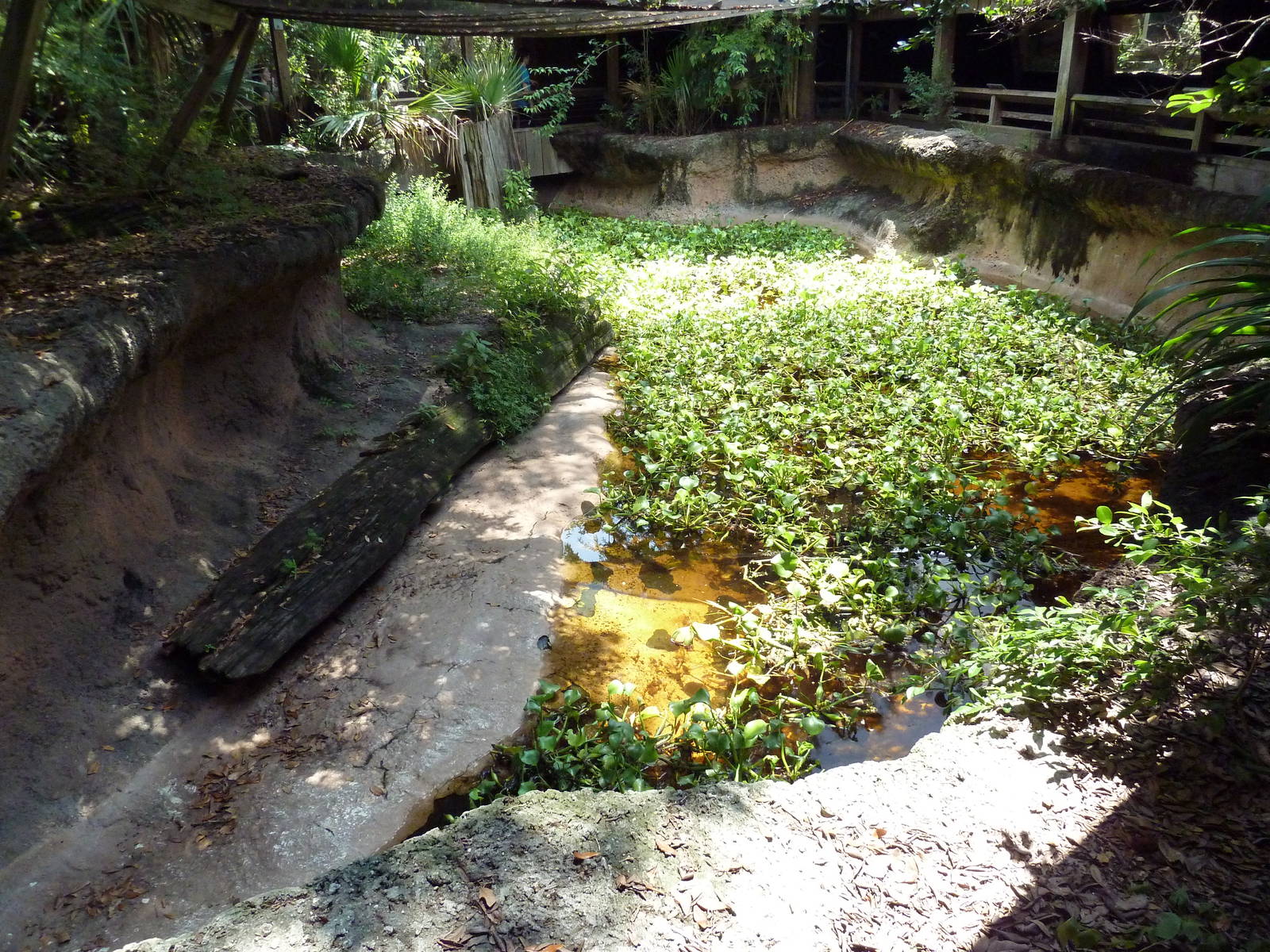 Louisiana Swamp - Alligator Exhibit