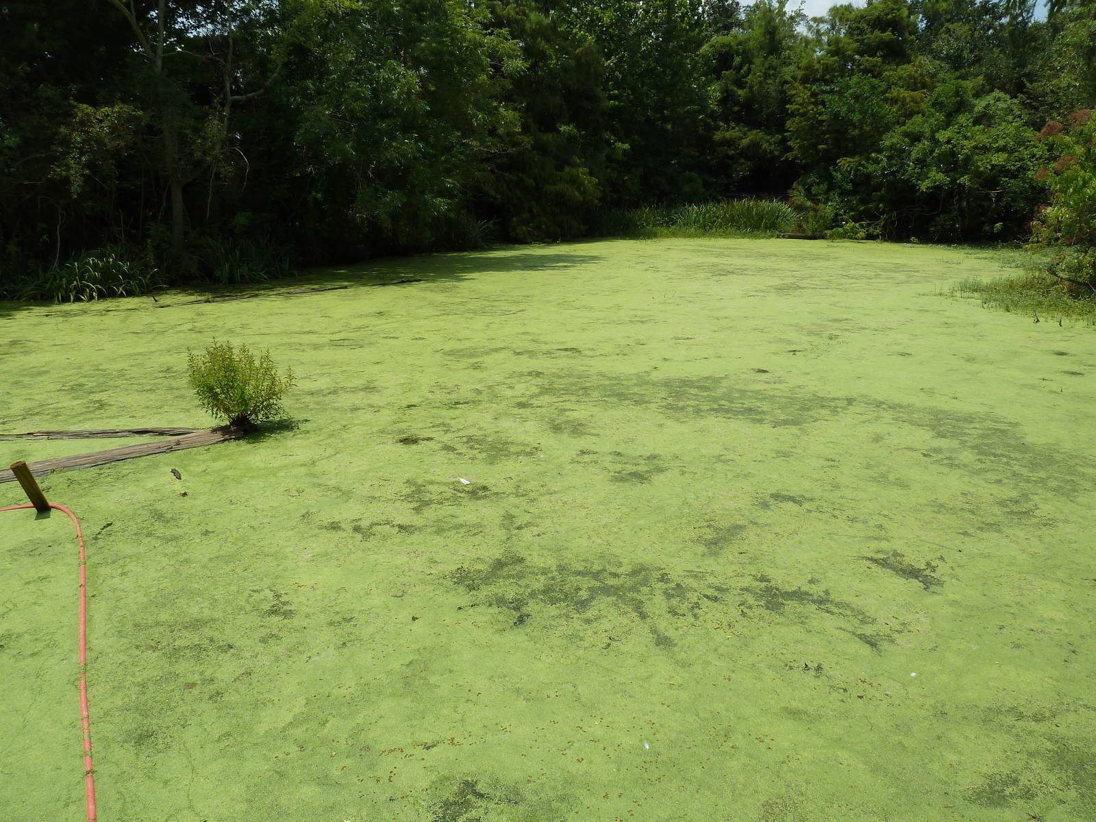 Louisiana Swamp - Alligator Exhibit