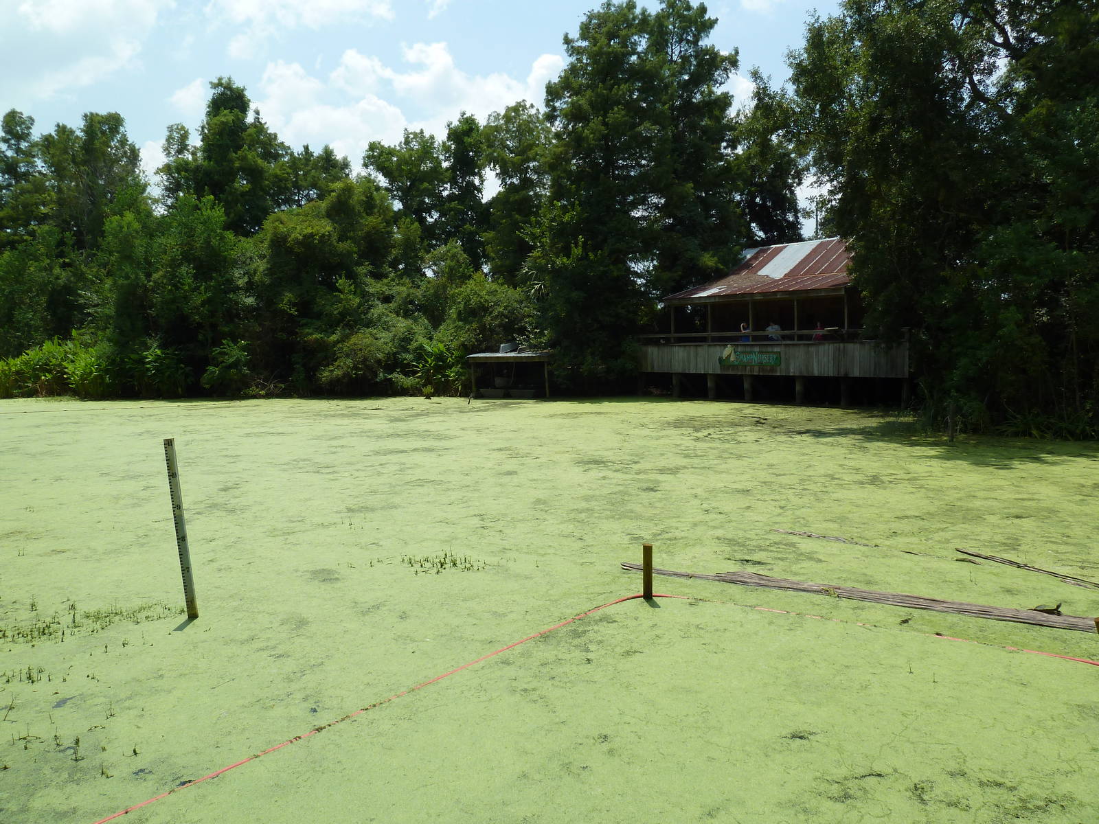 Louisiana Swamp - Alligator Exhibit