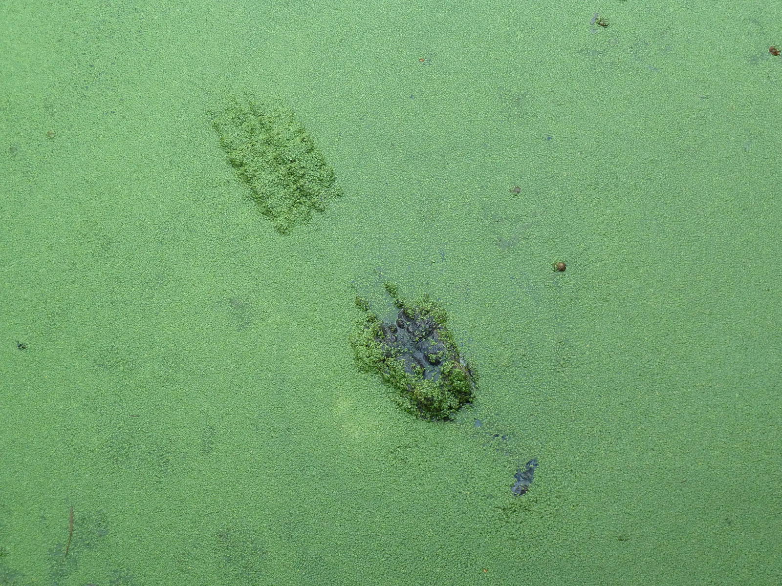 Louisiana Swamp - Alligator