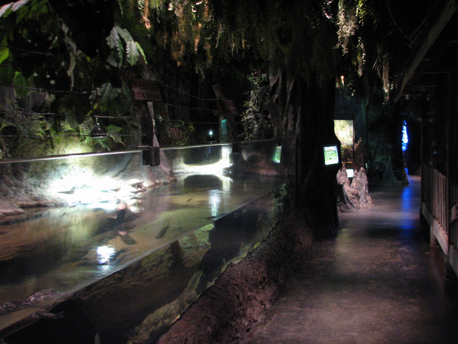 Louisiana Swamp - American Alligator and Turtle Exhibit
