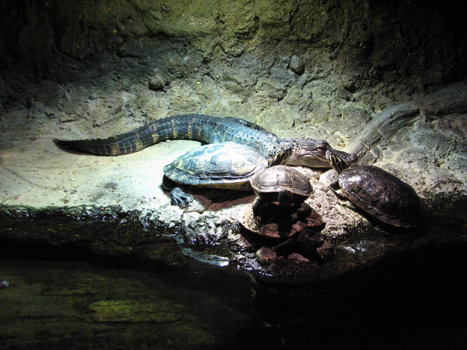 Louisiana Swamp - American Alligator and Turtle Exhibit