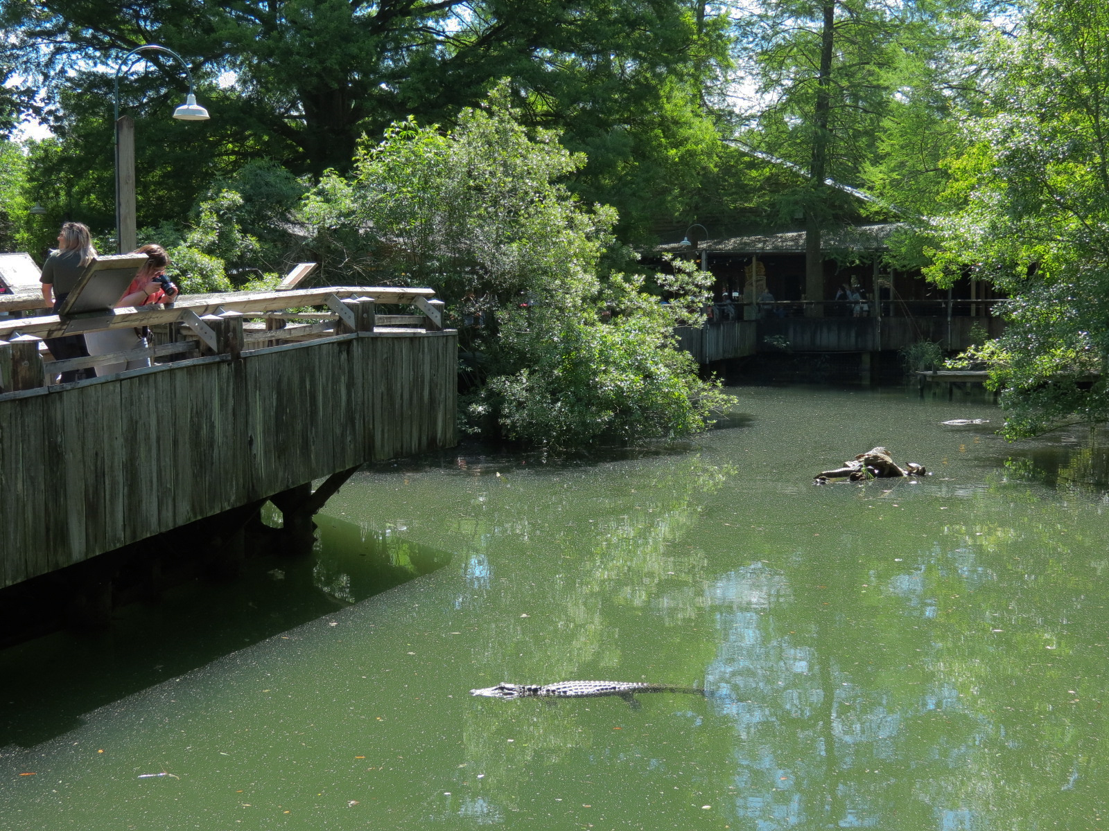 Louisiana Swamp - American Alligator Exhibit