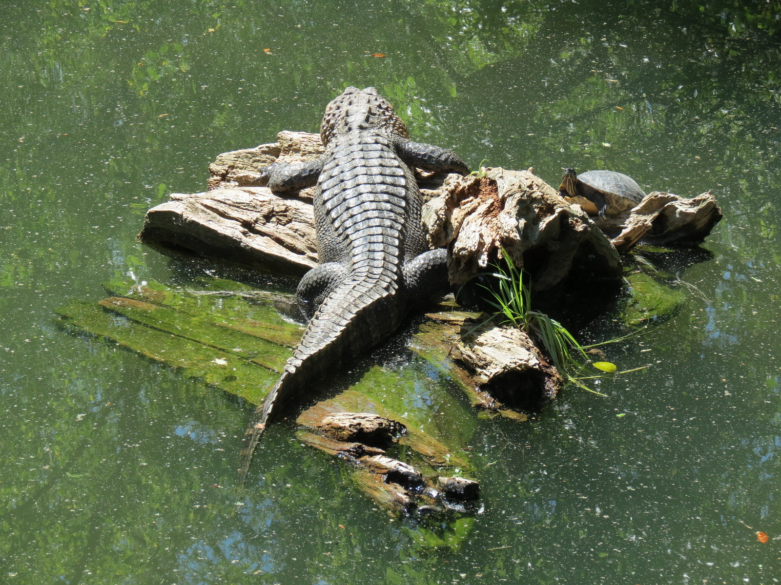 Louisiana Swamp - American Alligator Exhibit