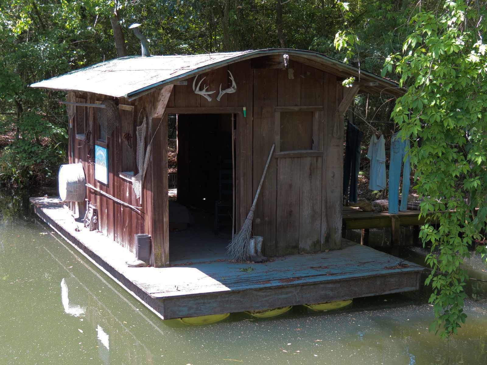 Louisiana Swamp - American Alligator Exhibit