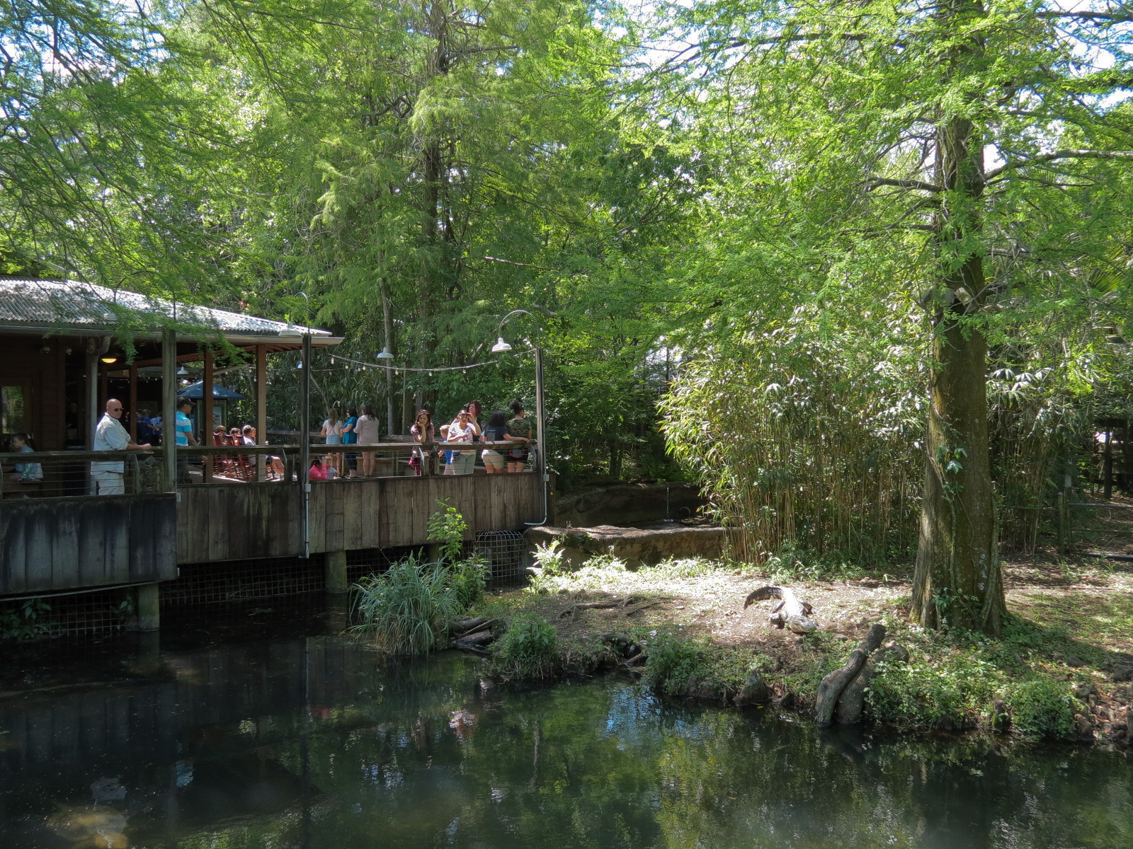 Louisiana Swamp - American Alligator Exhibit