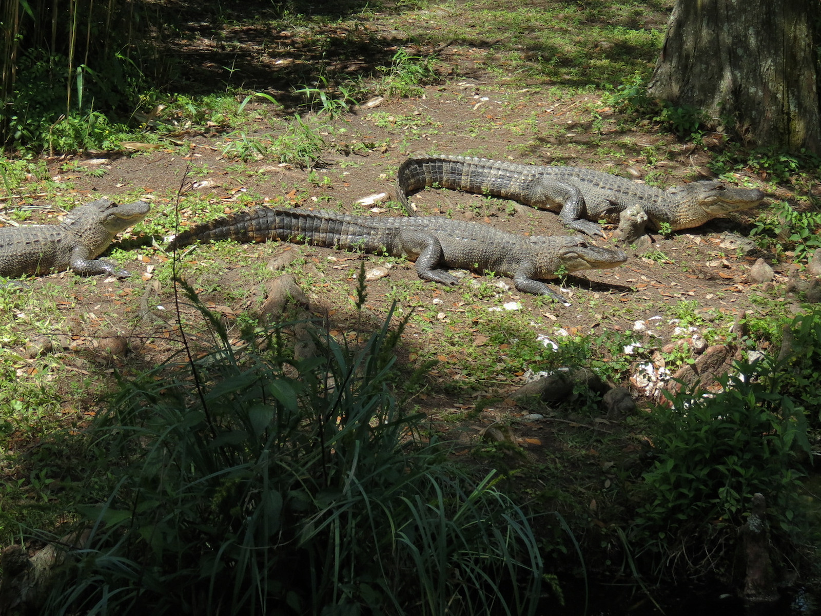 Louisiana Swamp - American Alligator Exhibit