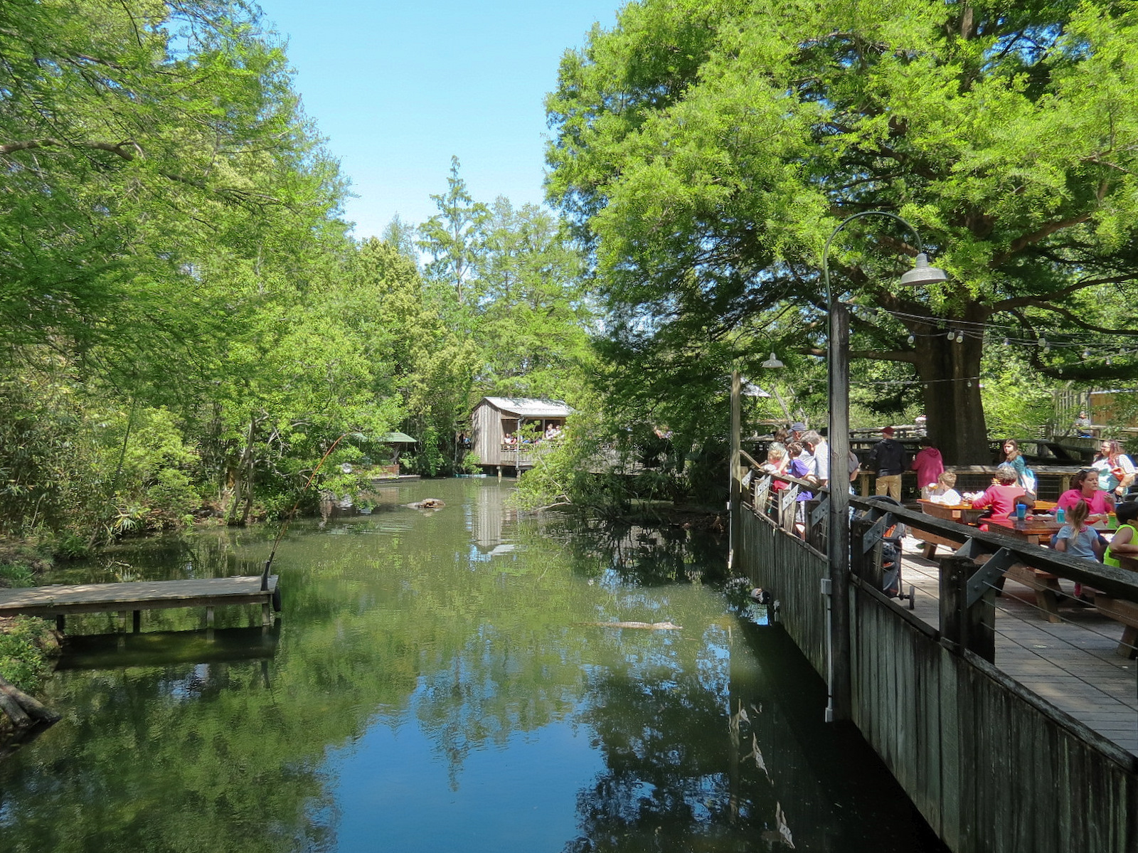 Louisiana Swamp - American Alligator Exhibit