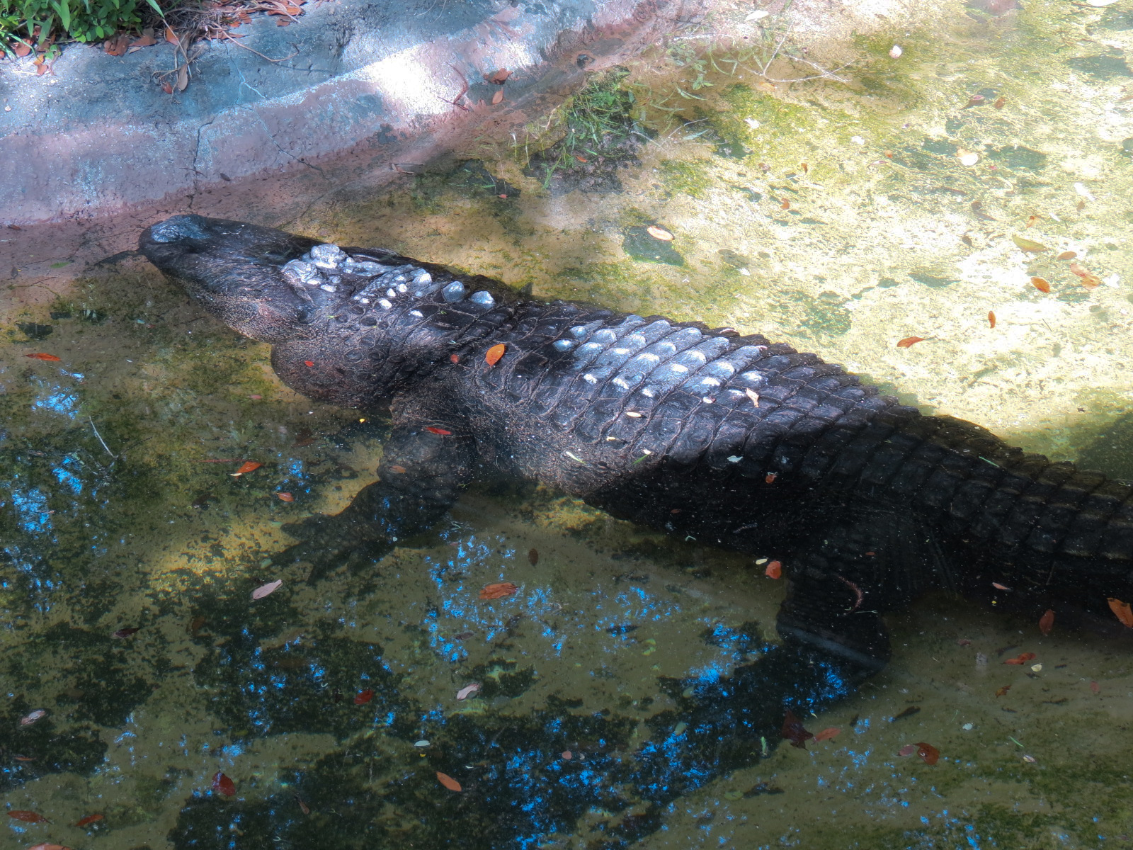 Louisiana Swamp - American Alligator Exhibit