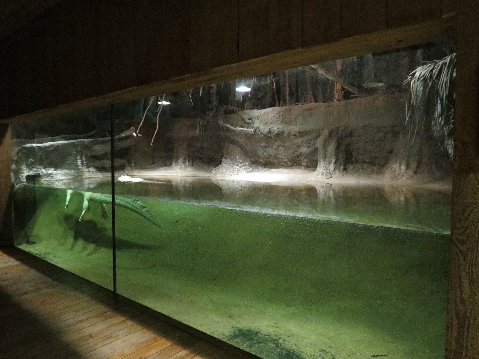 Louisiana Swamp - American Alligator Exhibit