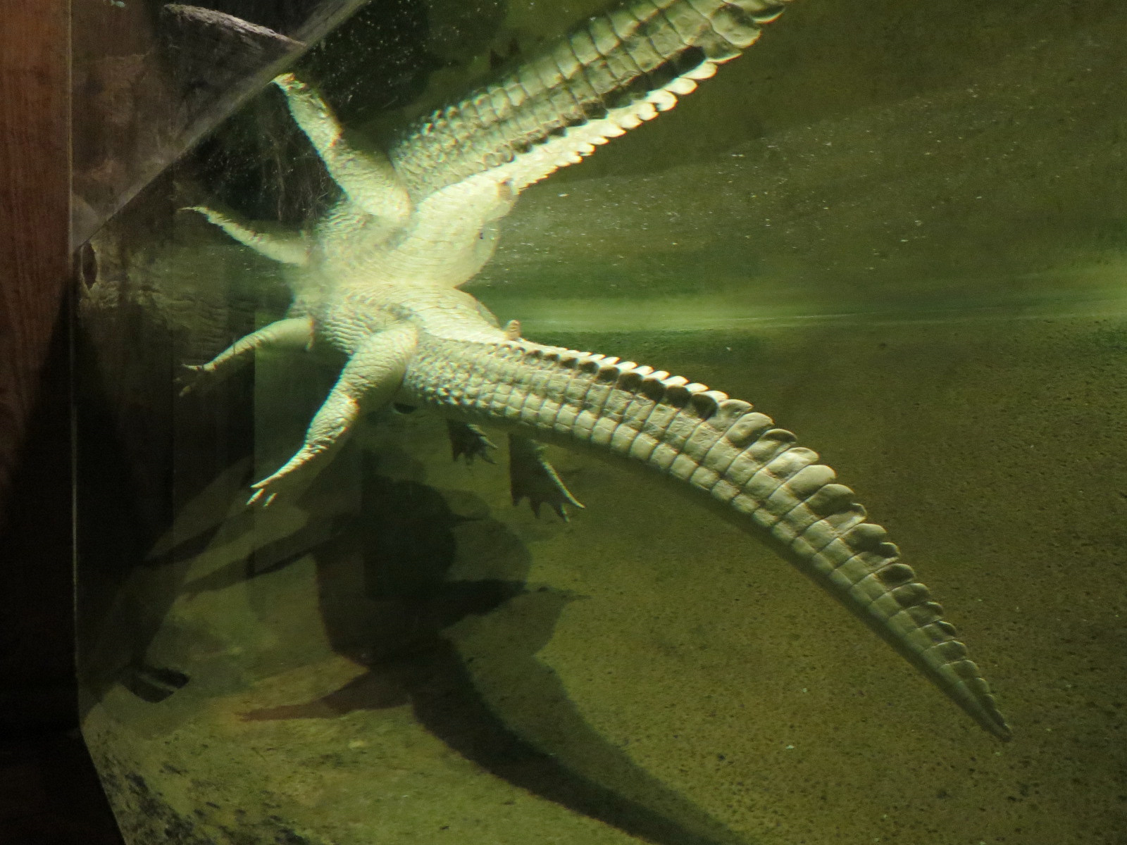 Louisiana Swamp - American Alligator Exhibit