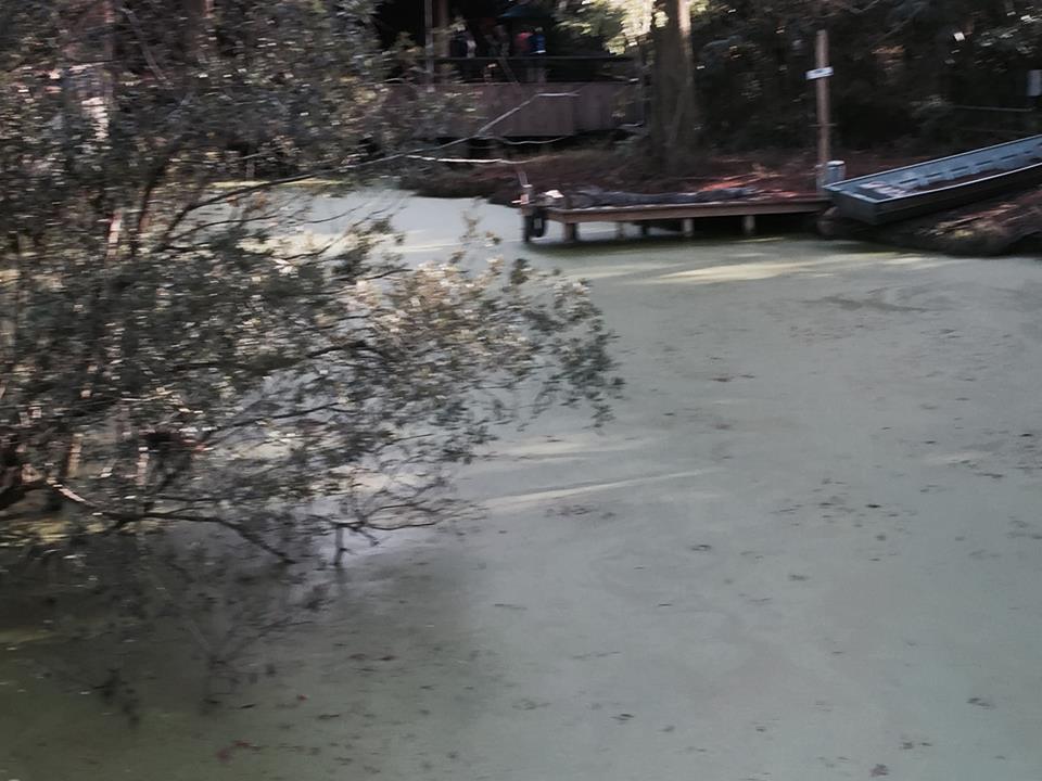 Louisiana Swamp- American Alligator