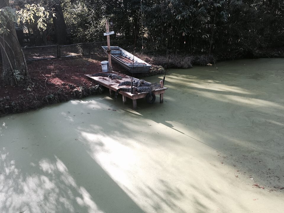 Louisiana Swamp- American Alligator