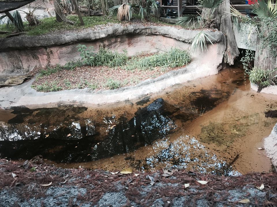 Louisiana Swamp- American Alligator