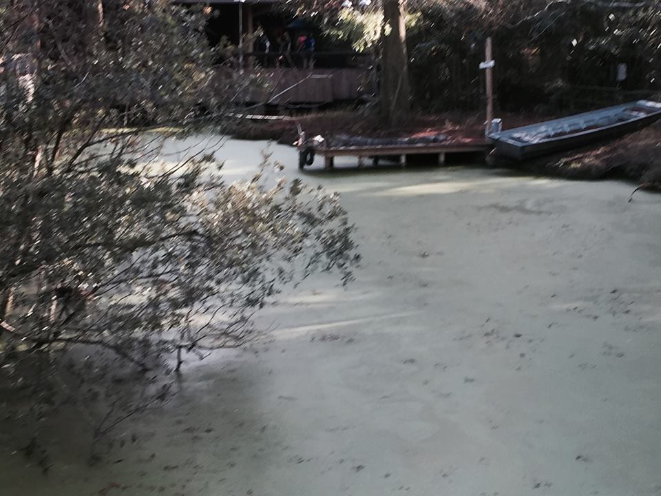 Louisiana Swamp- American Alligator