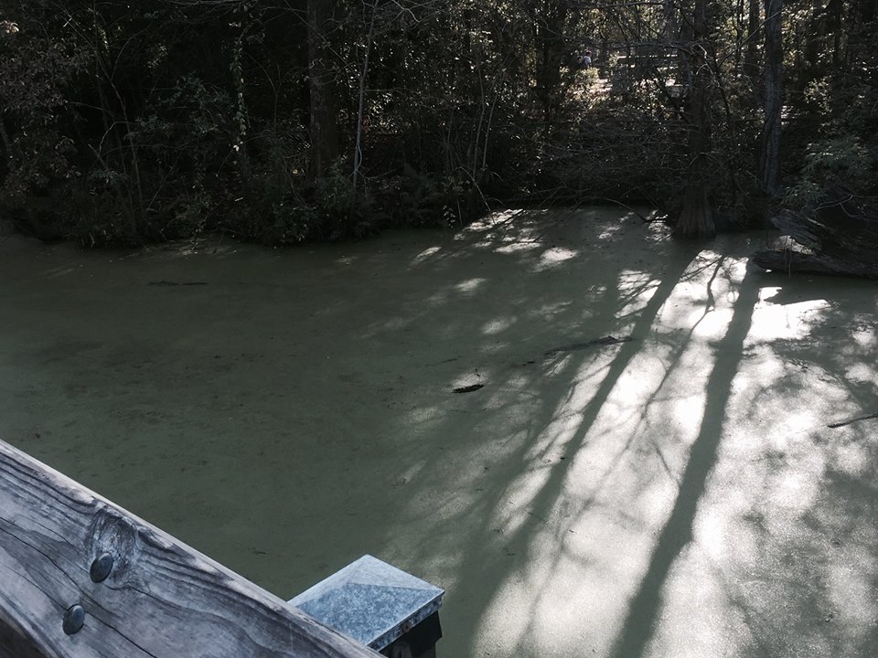Louisiana Swamp- American Alligator