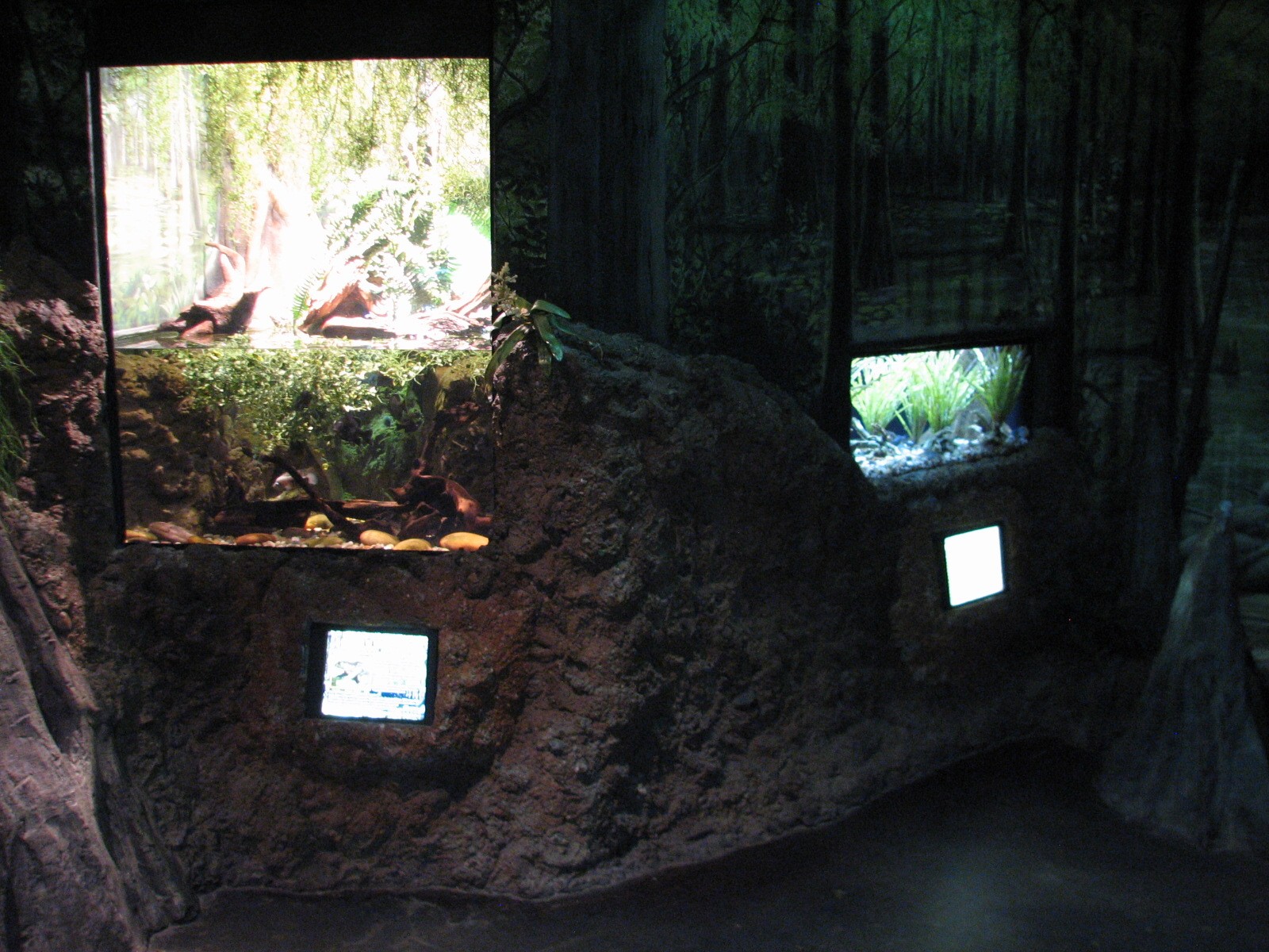 Louisiana Swamp - American Bullfrog and Red Swamp Crayfish Exhibits