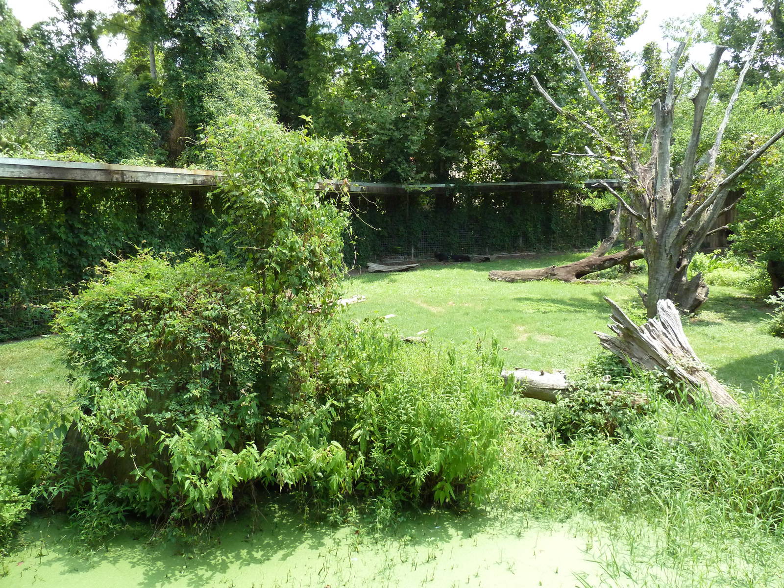 Louisiana Swamp - Black Bear Exhibit