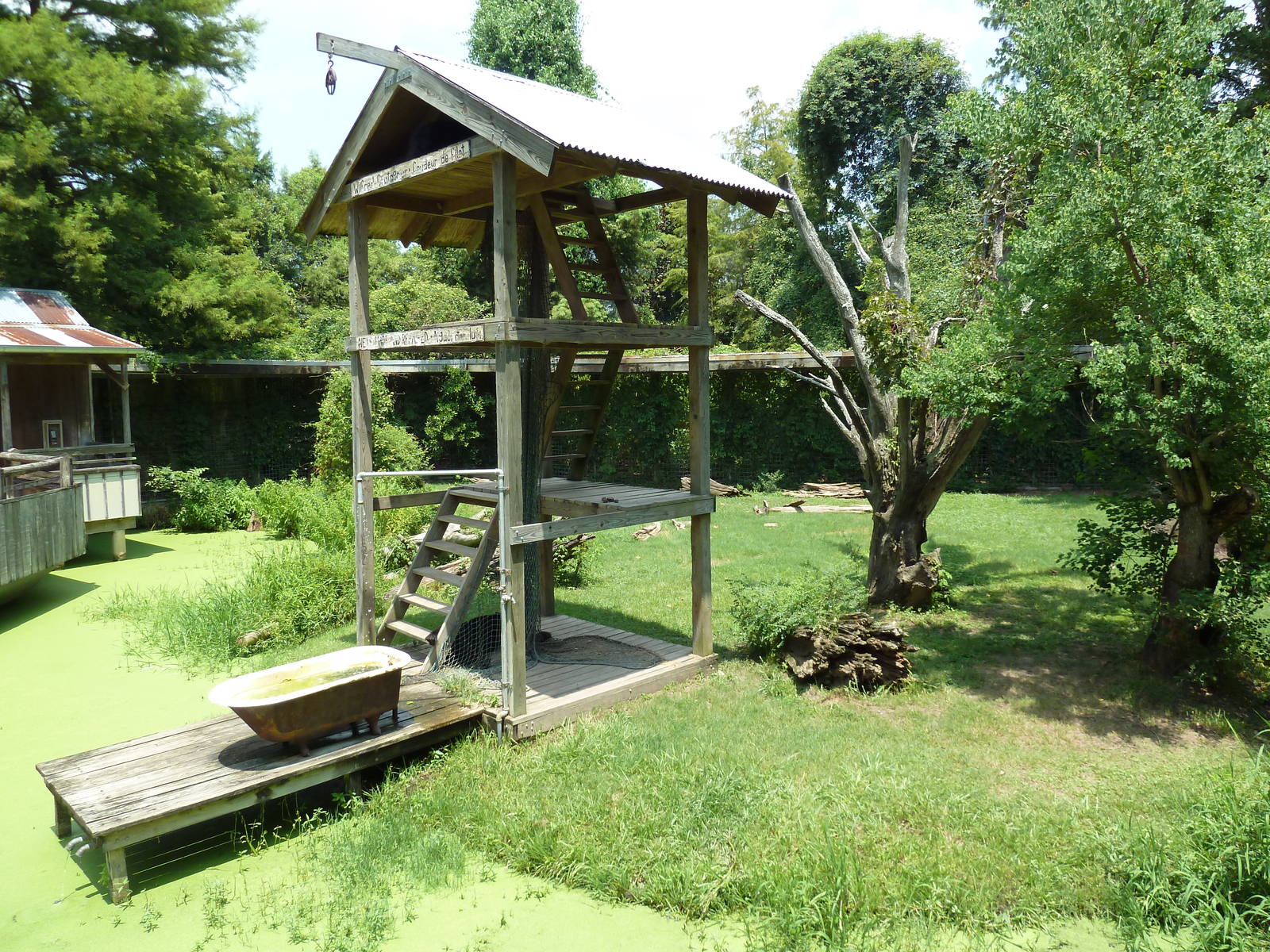 Louisiana Swamp - Black Bear Exhibit