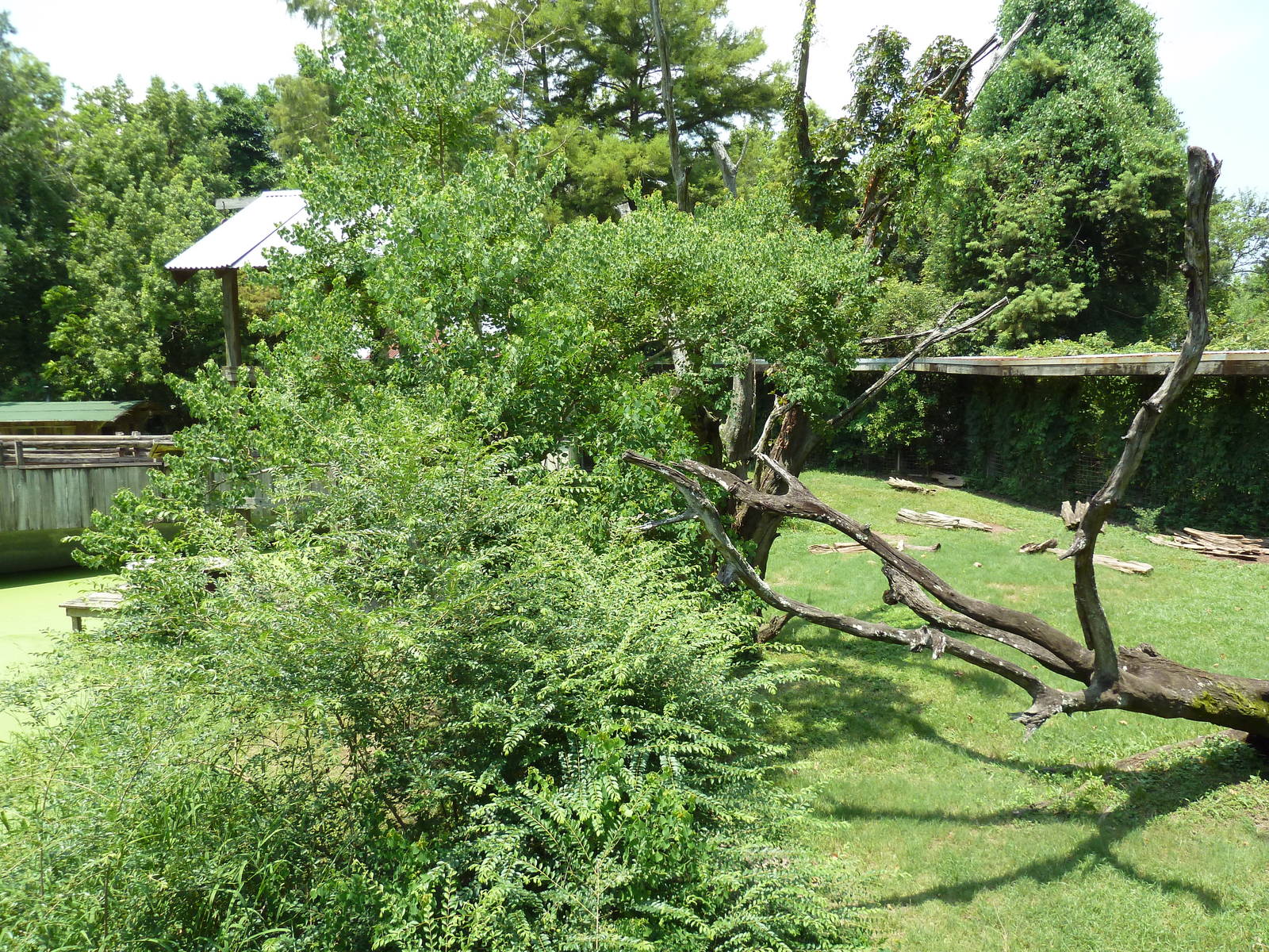 Louisiana Swamp - Black Bear Exhibit