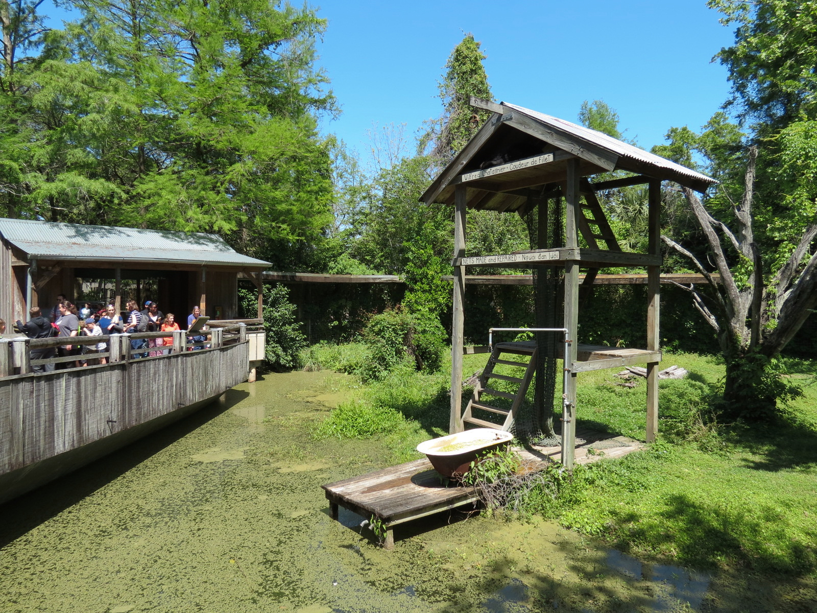 Louisiana Swamp - Black Bear Exhibit