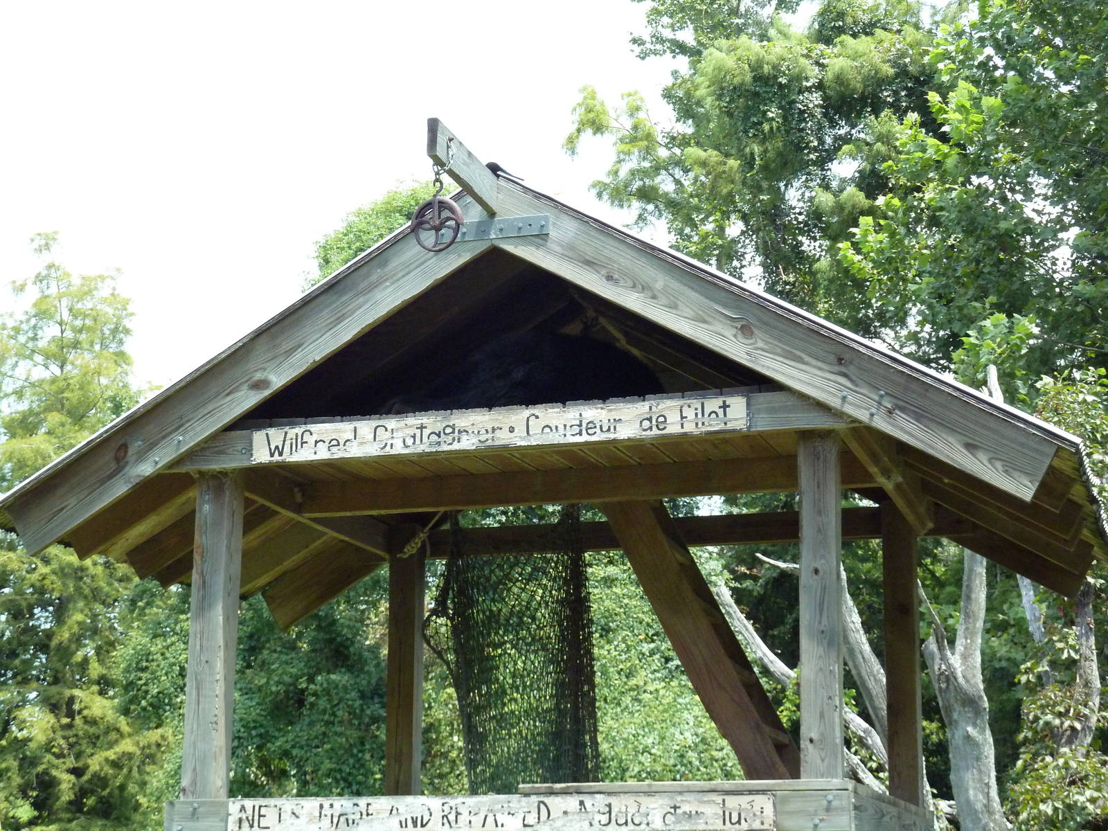 Louisiana Swamp - Black Bear