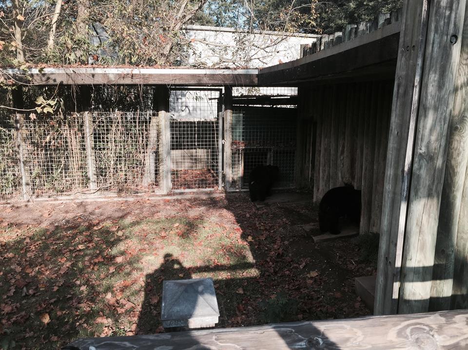 Louisiana Swamp- Black Bear