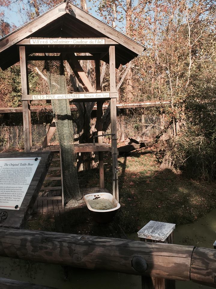 Louisiana Swamp- Black Bear