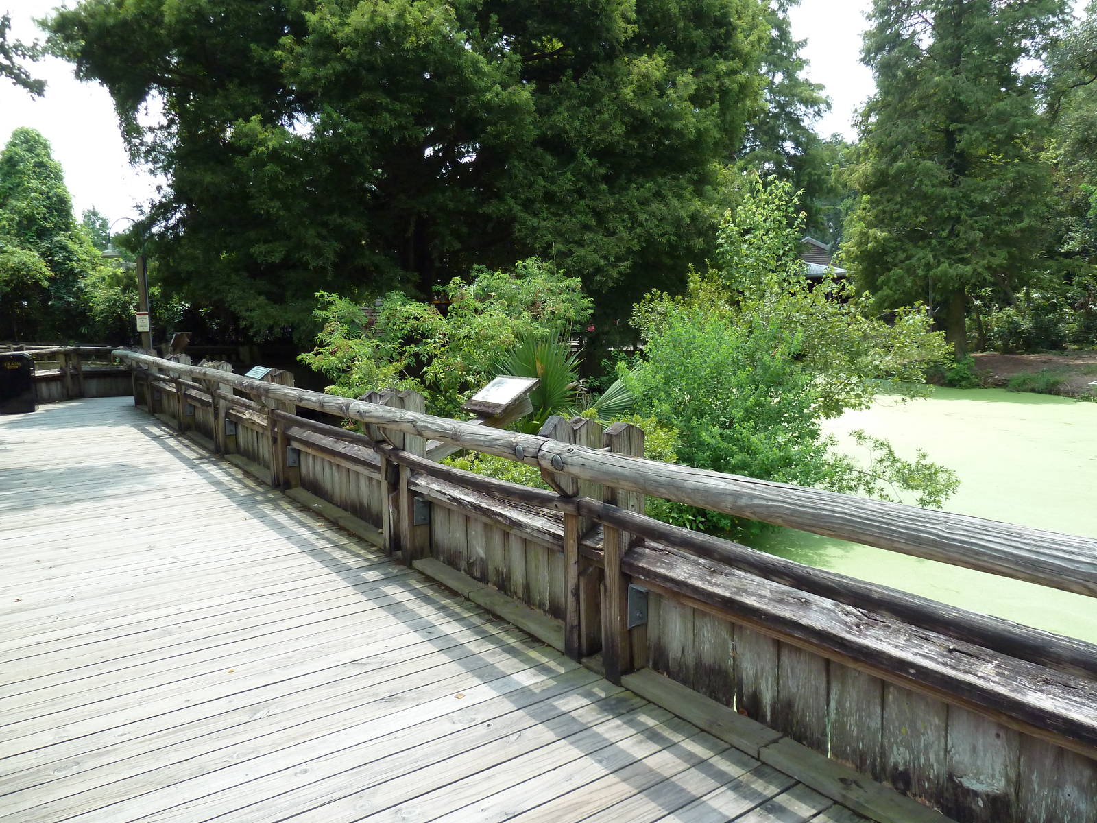 Louisiana Swamp - Boardwalk