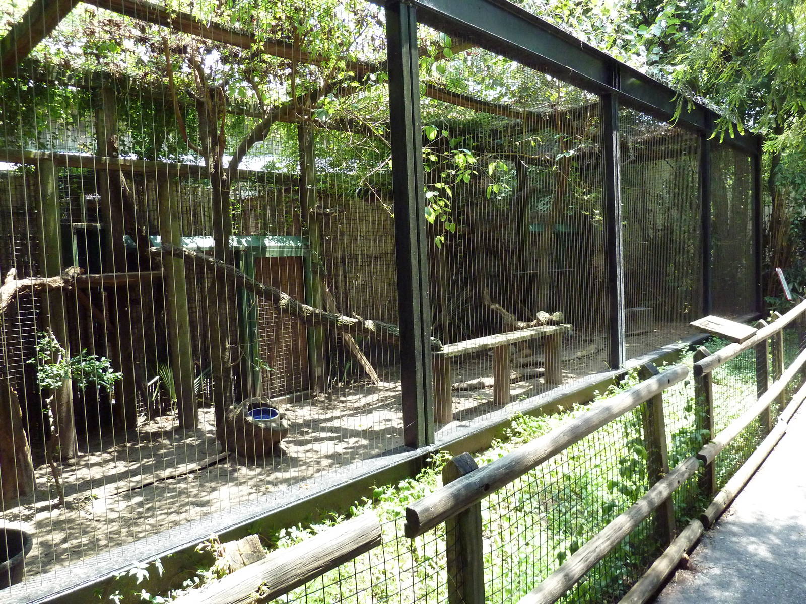 Louisiana Swamp - Bobcat Exhibit